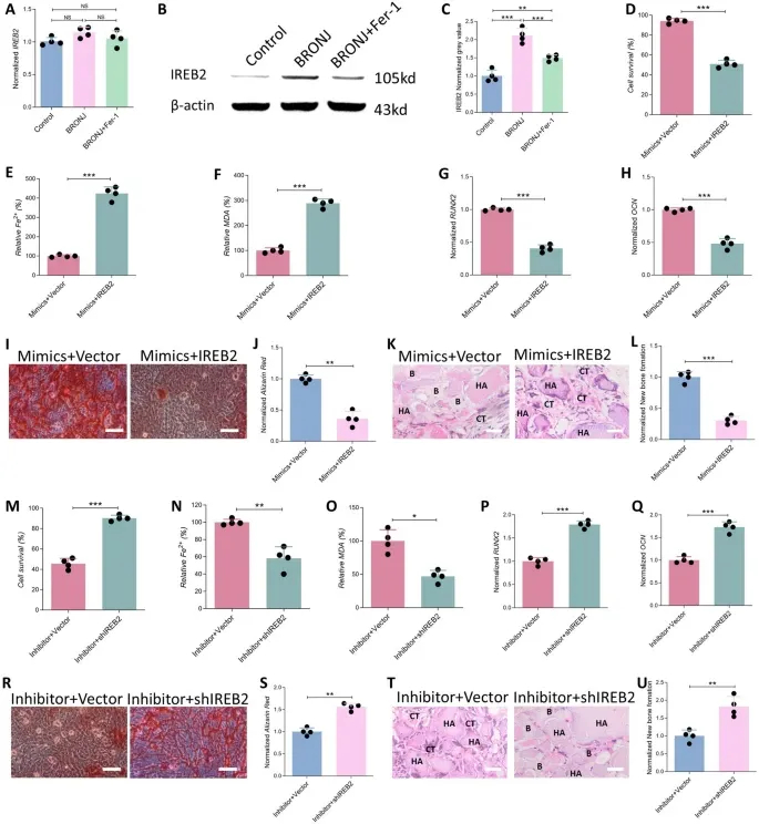 铁死亡服务 铁死亡服务