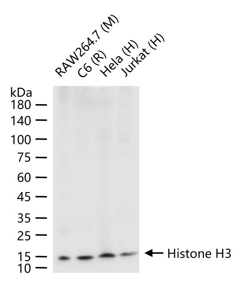 Histone H3 Mouse mAb, HRP conj
