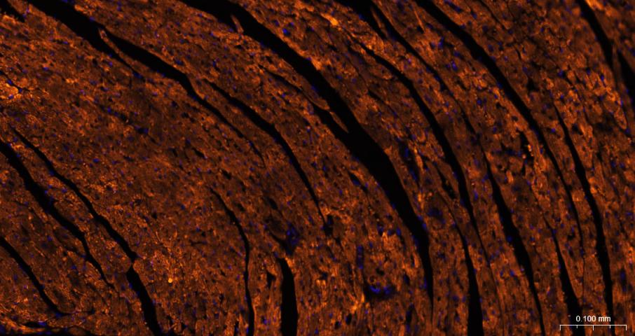 COX4I1 Mouse mAb, Cy3 conjugat