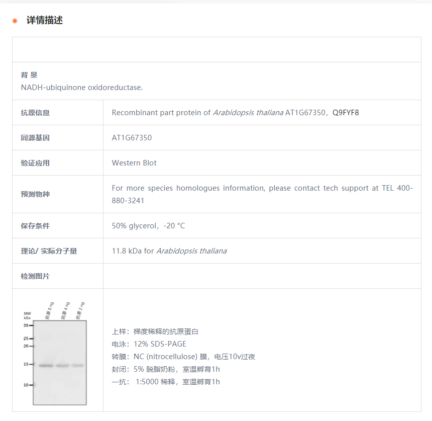 【植物抗体】Anti-AT1G67350/ NADH-ubi