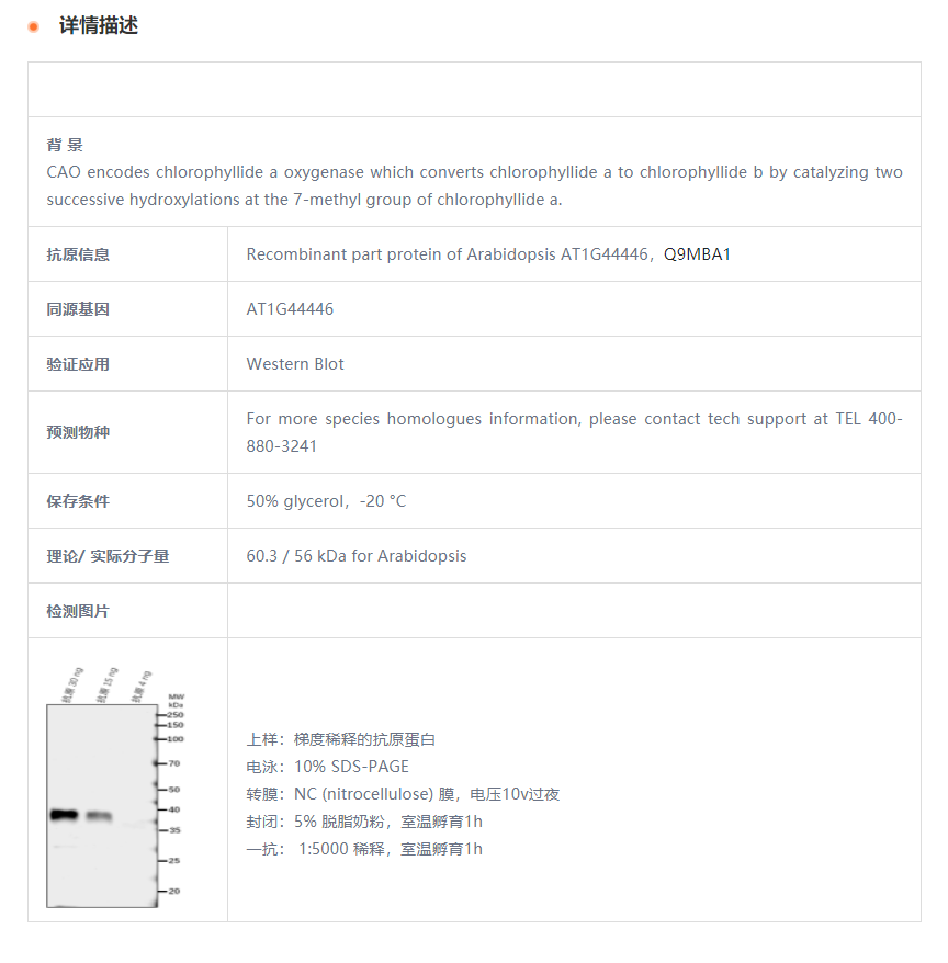【植物抗体】Anti-CAO/ Chlorophyllide