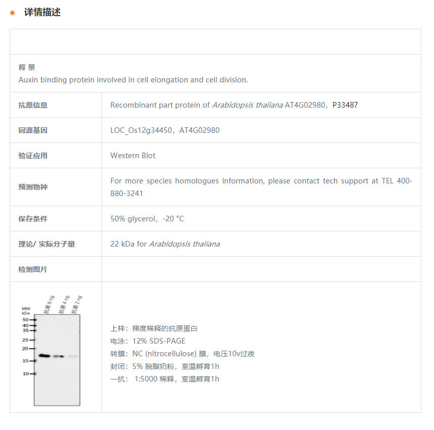 【植物抗体】Anti-ABP1/ Auxin-binding
