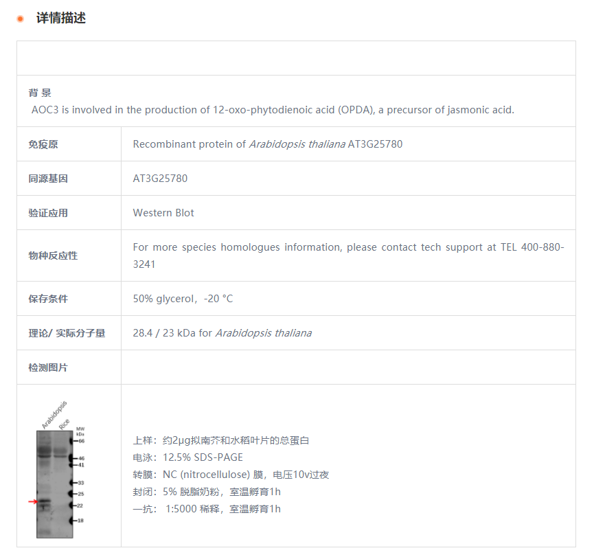 【植物抗体】Anti-AOC3/ Allene oxide 