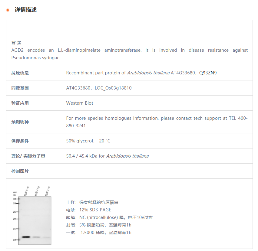 【植物抗体】Anti-AGD2/ LL-diaminopim