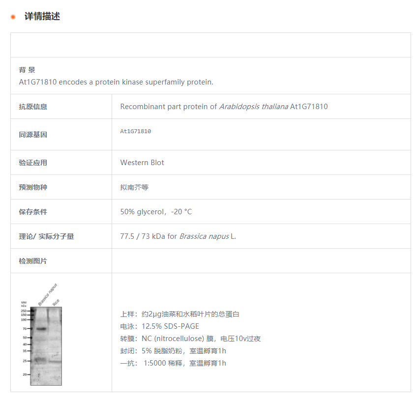 【植物抗体】Anti-At1G71810/ Uncharac