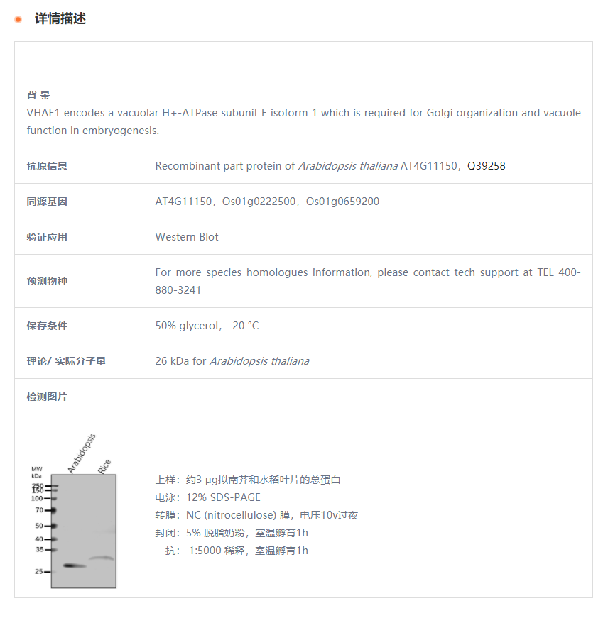 【植物抗体】Anti-VHA-E1/ V-type prot