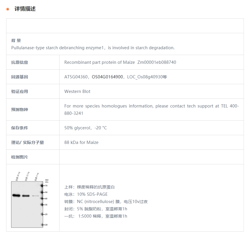 【植物抗体】Anti-zpu1/ pullulanase-t