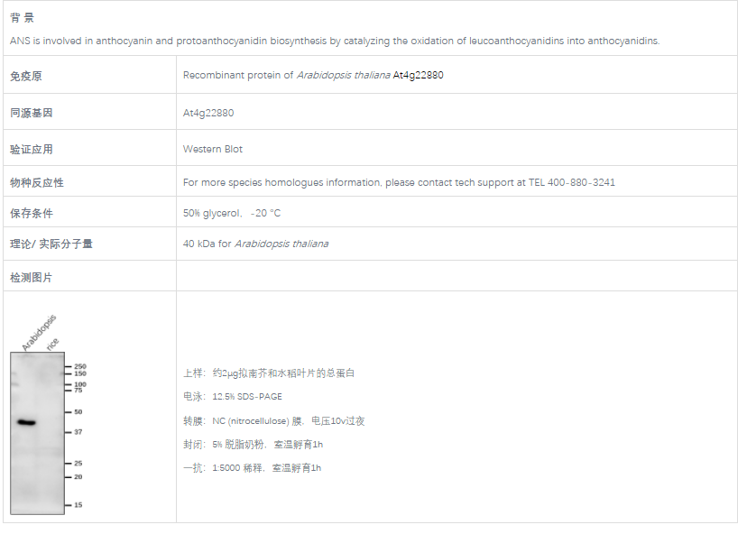 【植物抗体】Anti-ANS / Anthocyanidin