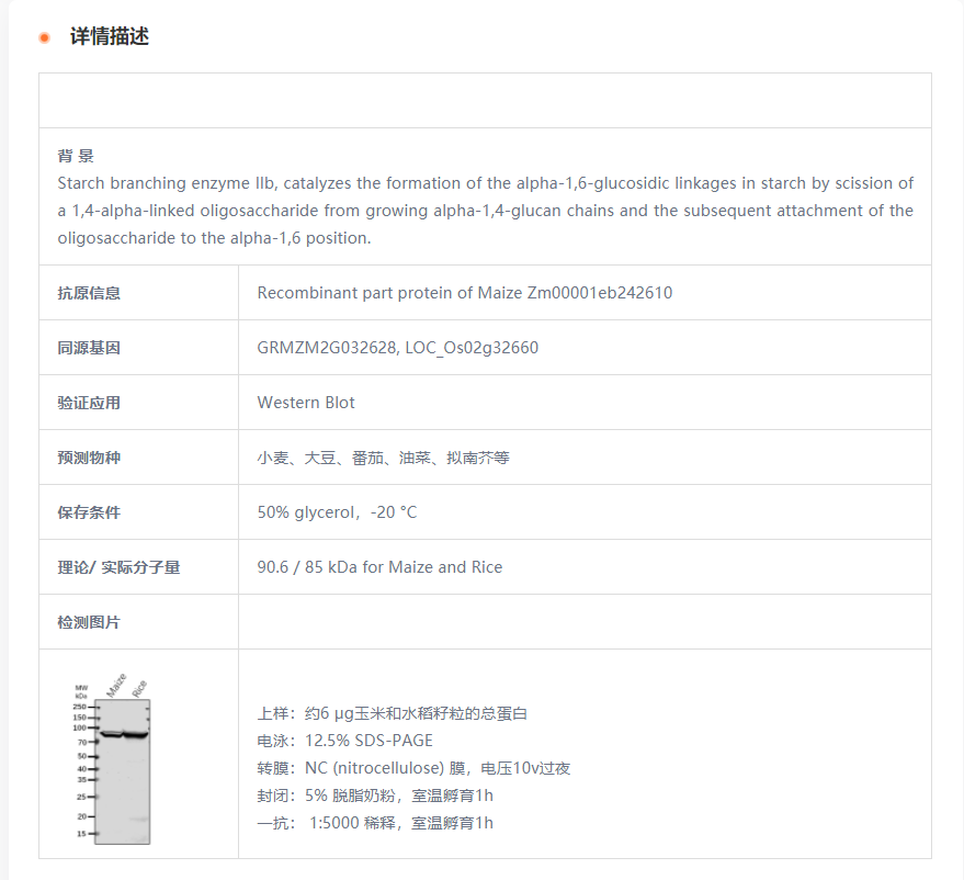 【植物抗体】Anti-Ae1/SBEIIb/ Starch