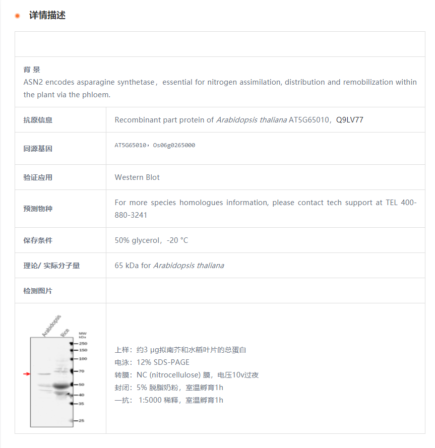 【植物抗体】Anti-ASN2/ Asparagine sy