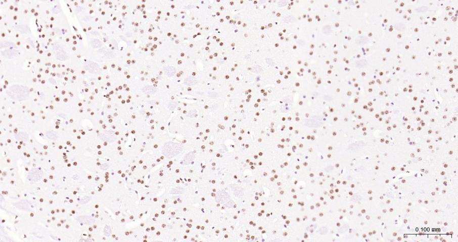 Histone H3 Mouse mAb, HRP conj