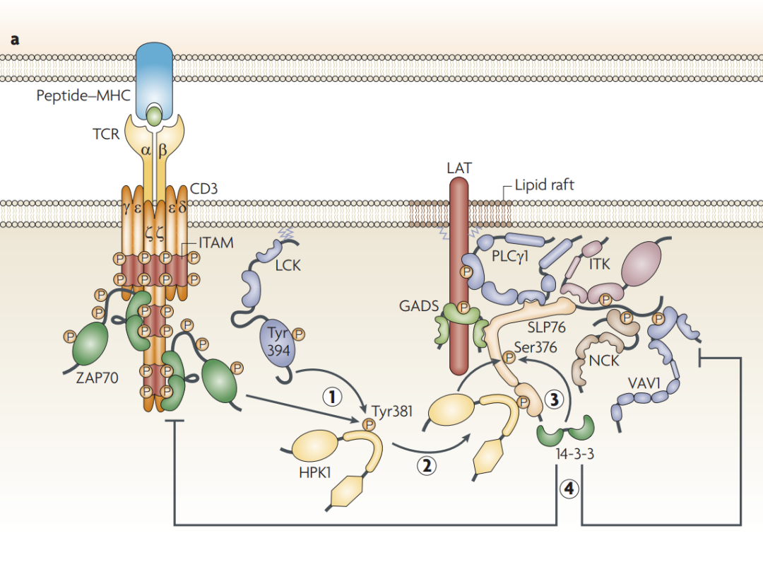CD3/CD19自免双抗研发，这些关键小鼠模型少不了