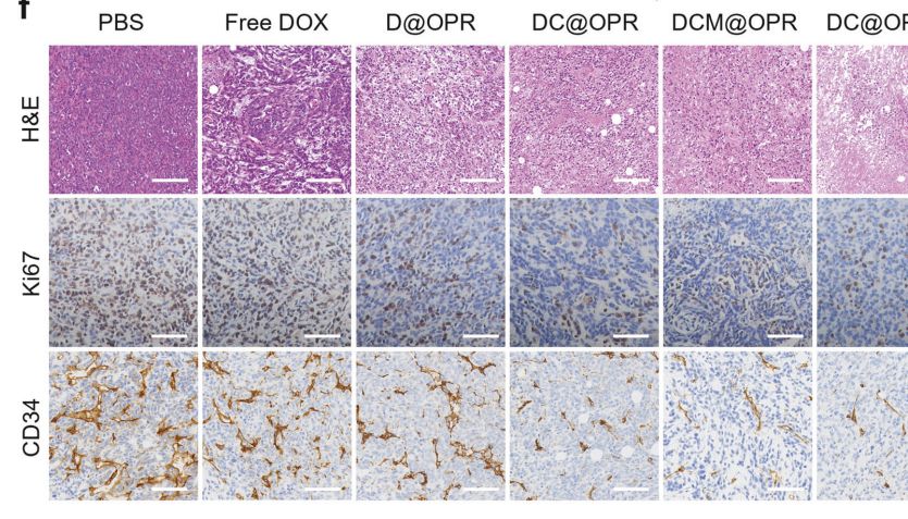 【IF 52.7】突破肿瘤治疗壁垒：Absin 助力光动力凝胶炸弹实现精准高效治疗