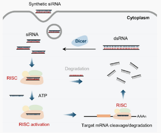 解锁小核酸药物靶点：开启精准医疗新蓝海