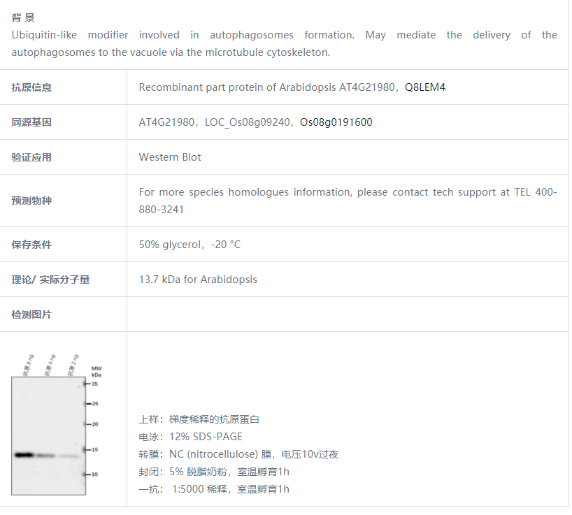 【植物抗体】Anti-ATG8A/ Autophagy-re