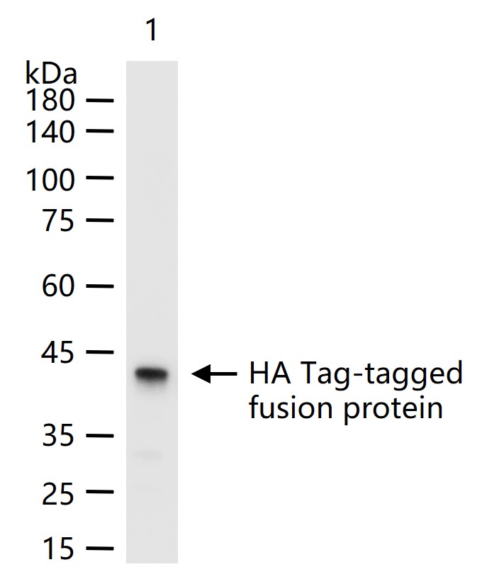 HA Tag Mouse mAb, HRP conjugat