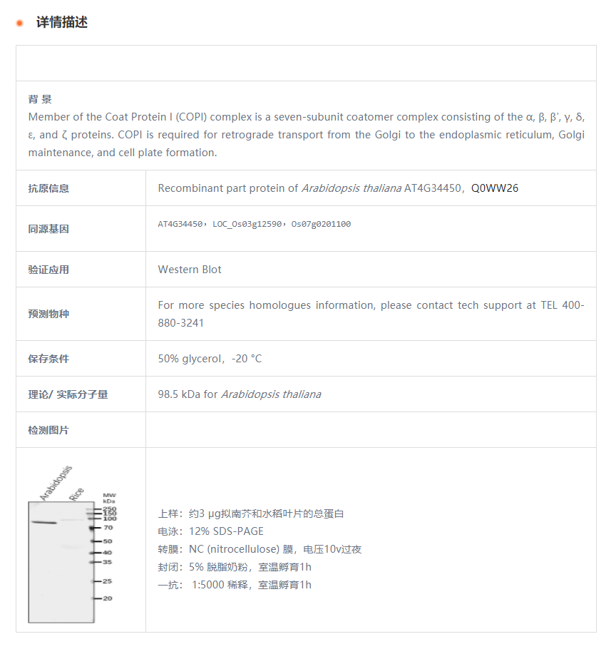 【植物抗体】Anti-γCOP/ Coatomer subu