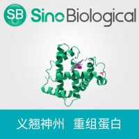 重组人PD-1无内毒蛋白