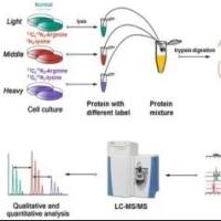 SILAC定量蛋白质组学技术