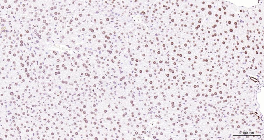 Histone H3 Mouse mAb, HRP conj