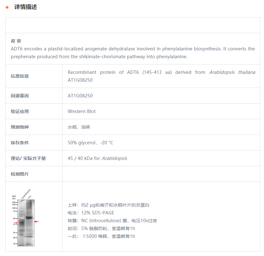 【植物抗体】Anti-ADT6/ Arogenate deh