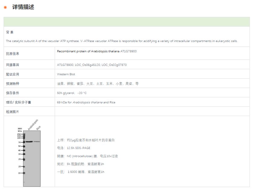 【植物抗体】Anti-VHA-A/ V-type proto