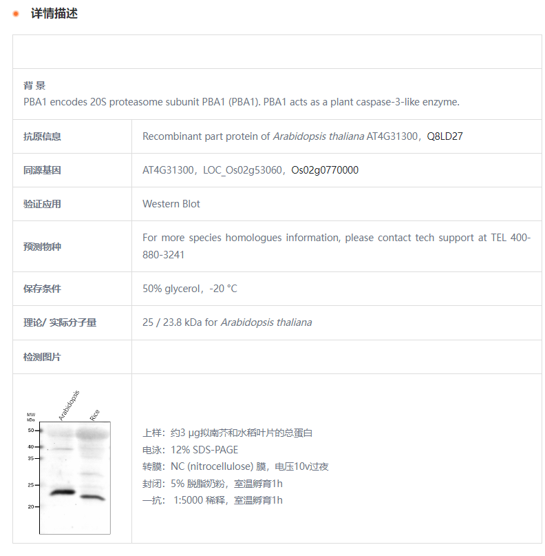 【植物抗体】Anti-PBA1/ Proteasome su