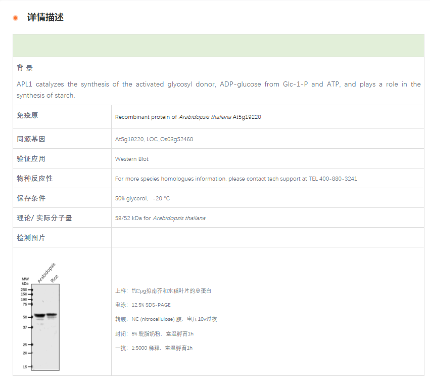 【植物抗体】Anti-APL1 / Glucose-1-ph