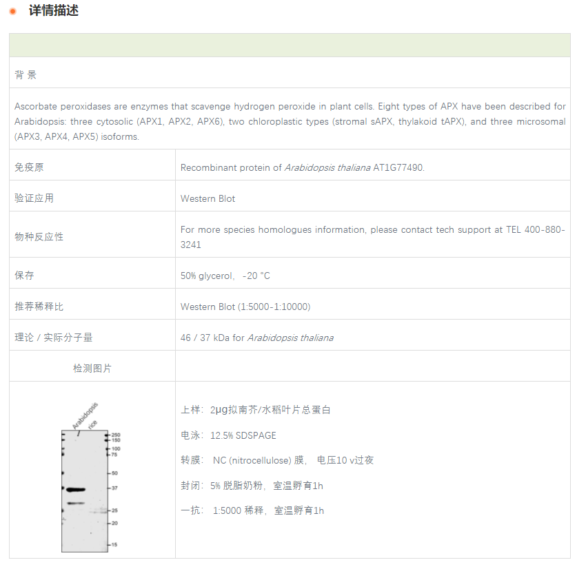 【植物抗体】Anti-APXT / L-ascorbate 