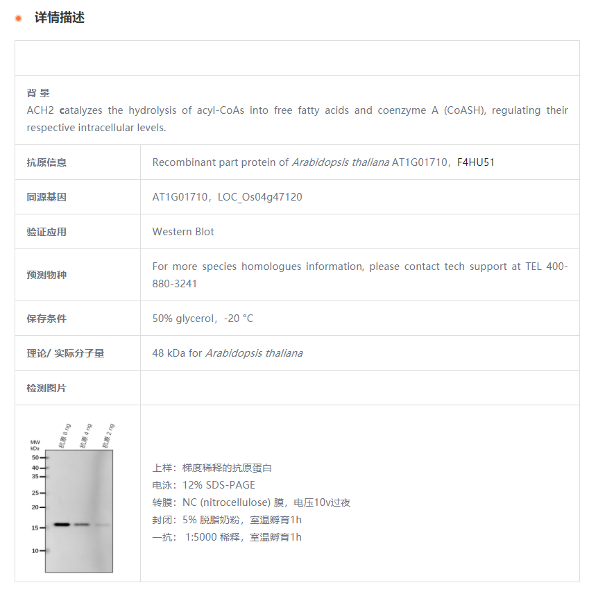 【植物抗体】Anti-ACH2/ Acyl-CoA hydr