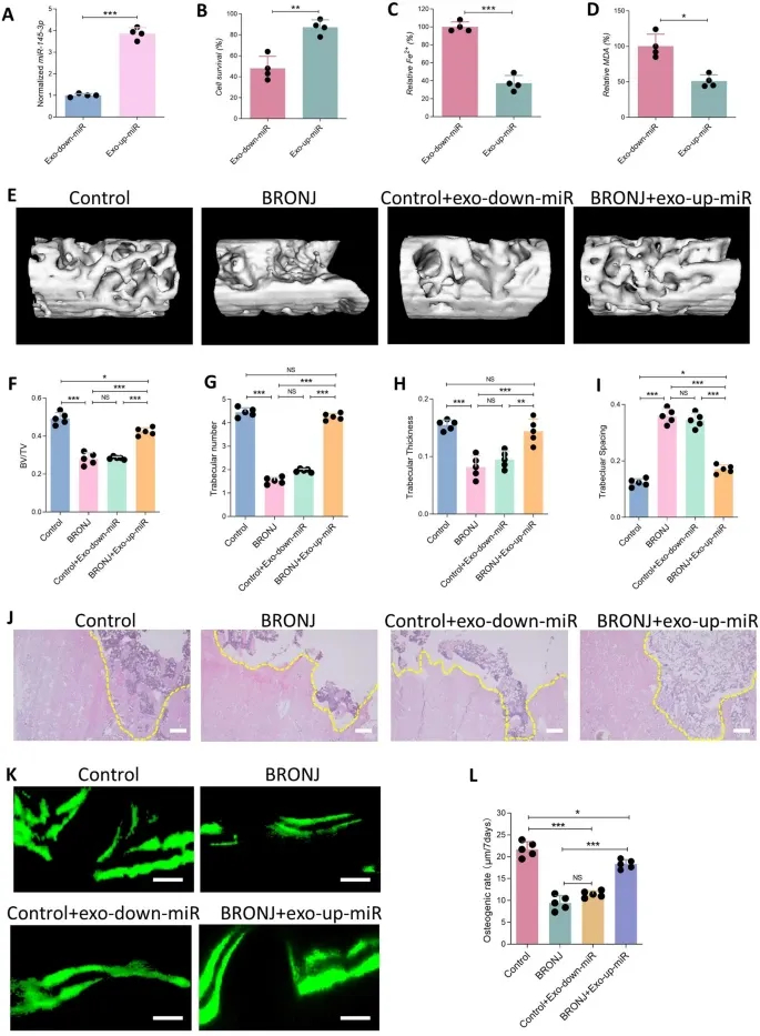 铁死亡服务 铁死亡服务