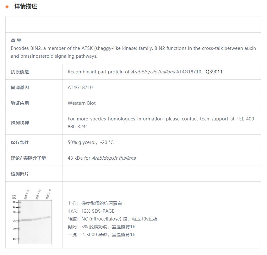 【植物抗体】Anti-BIN2/ BRASSINOSTERO