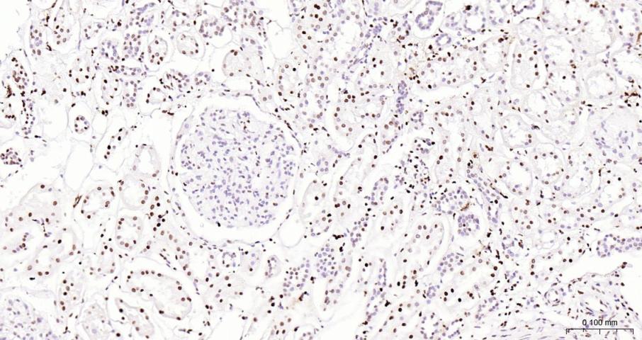 Histone H3 Mouse mAb, HRP conj