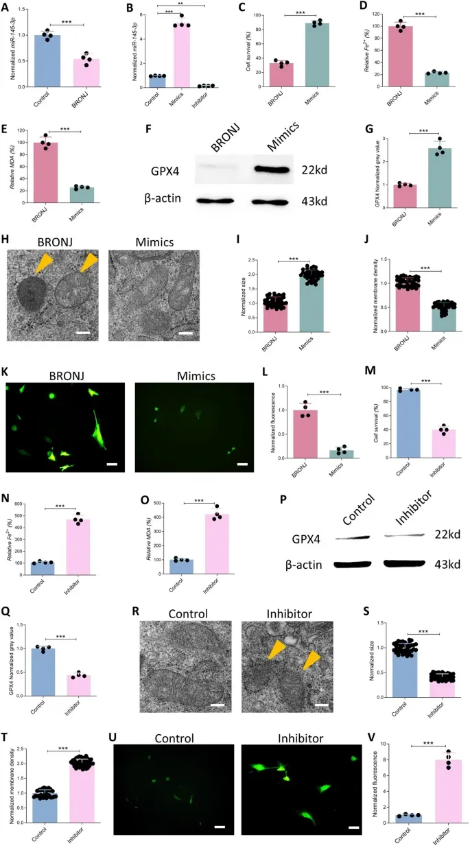 铁死亡服务 铁死亡服务