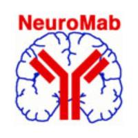 NeuroMab Kv4.2钾离子通道（胞外段）抗体（K57/1） 75-016