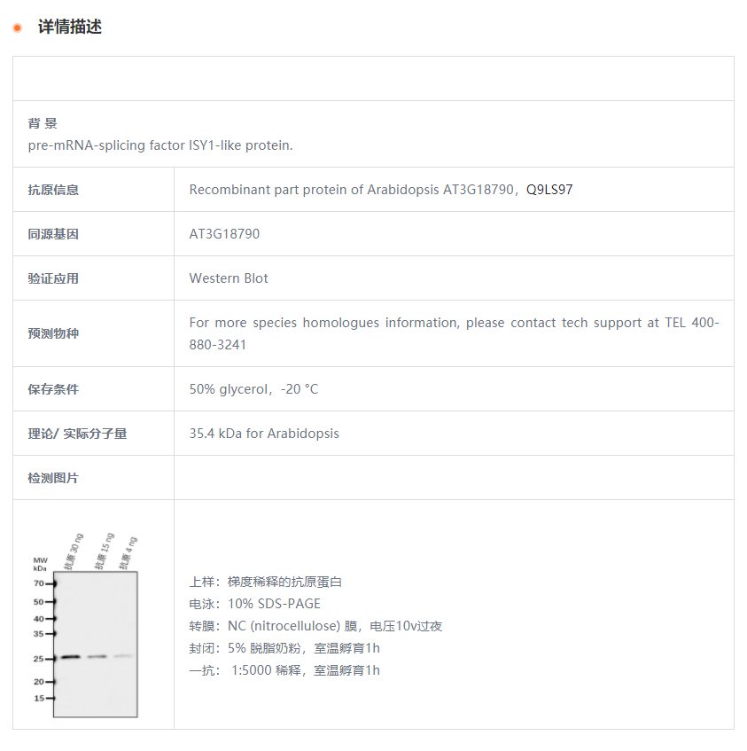 【植物抗体】Anti-AT3G18790 protein