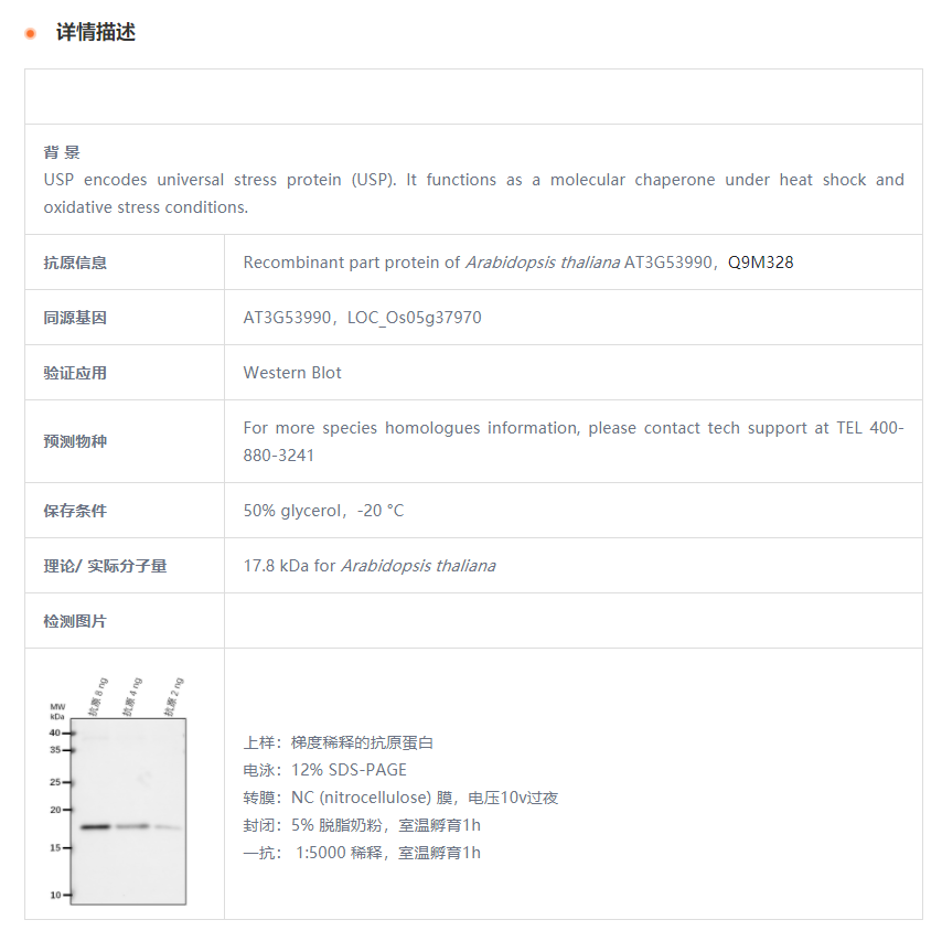 【植物抗体】Anti-USP/ Universal Stre
