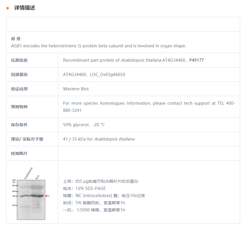 【植物抗体】Anti-AGB1/ Guanine nucle