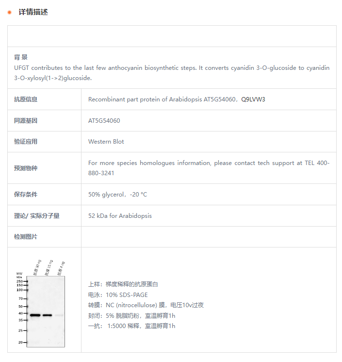 【植物抗体】Anti-UFGT/ Anthocyanidin