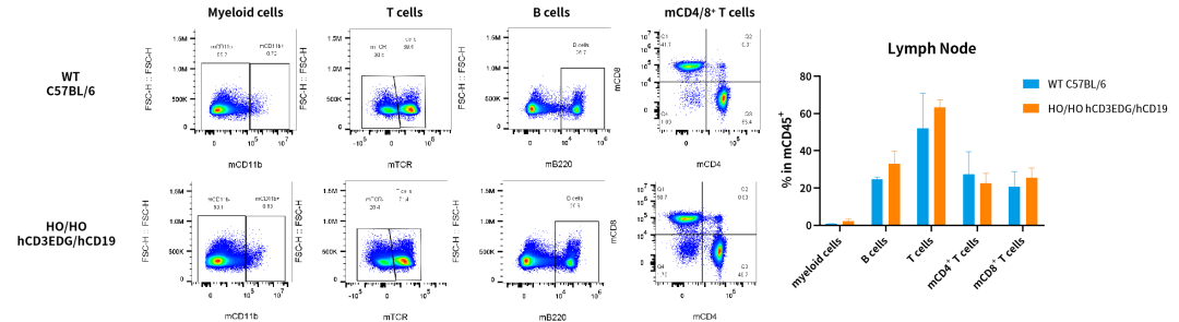 CD3/CD19自免双抗研发，这些关键小鼠模型少不了