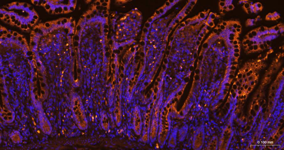 COX4I1 Mouse mAb, Cy3 conjugat