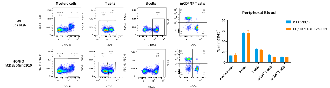 CD3/CD19自免双抗研发，这些关键小鼠模型少不了
