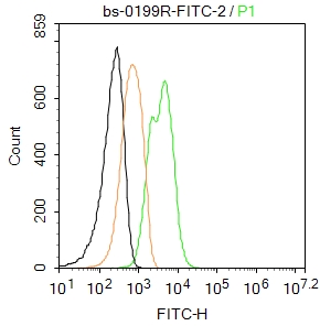 GFAP Rabbit pAb, FITC conjugat