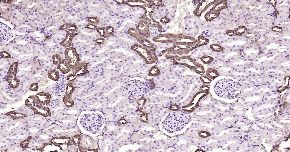 Rat Calbindin Ready-To-Use IHC