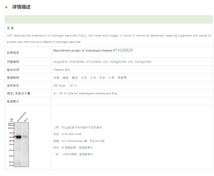 【植物抗体】Anti-CAT3 / Catalase-3 R