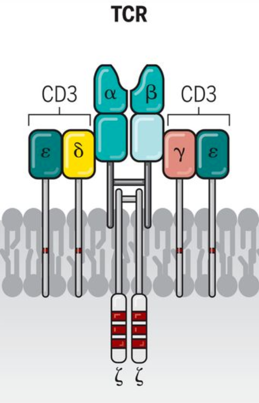 CD3/CD19自免双抗研发，这些关键小鼠模型少不了
