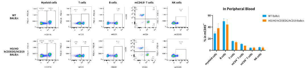 CD3/CD19自免双抗研发，这些关键小鼠模型少不了