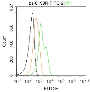 GFAP Rabbit pAb, FITC conjugat