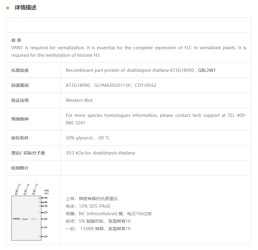 【植物抗体】Anti-VRN1/ B3 domain-con