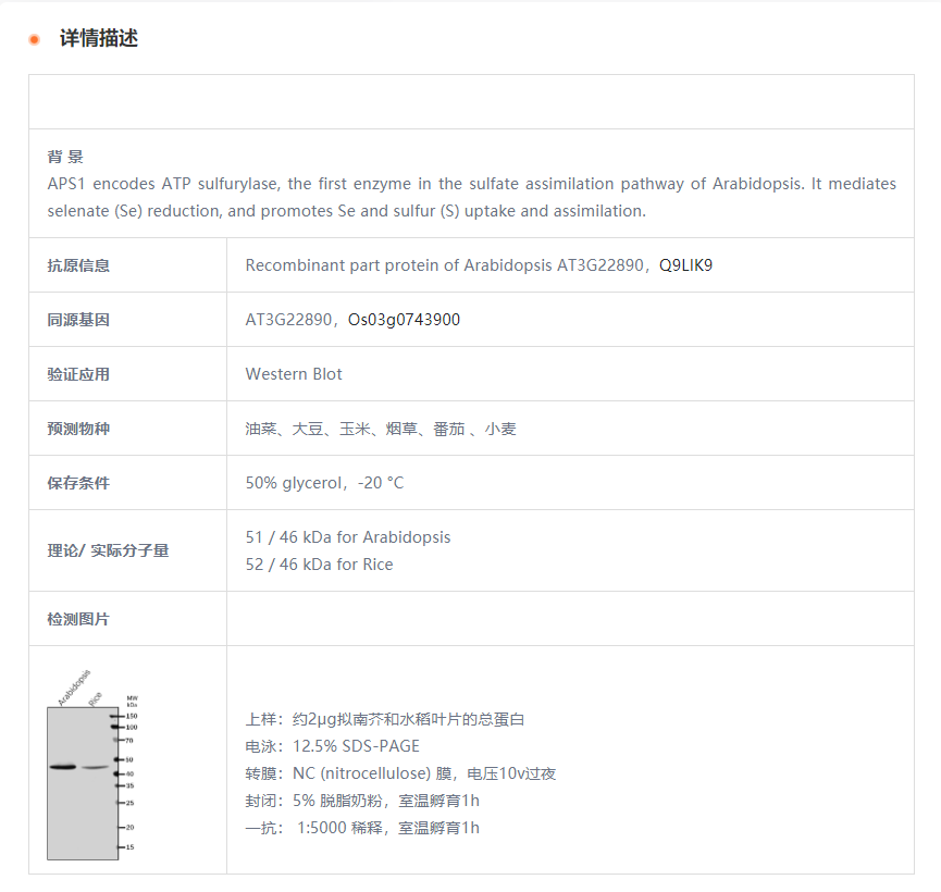 【植物抗体】Anti-APS1/ ATP sulfuryla